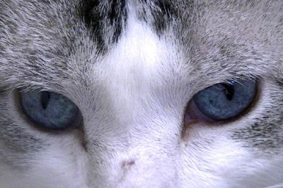 Котешки очи