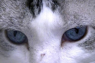 Olhos de gato