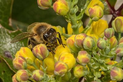 Abeille gros plan