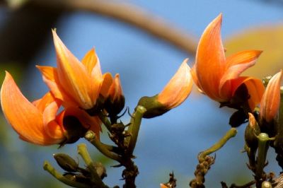 Fleurs orange