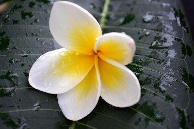 Kwiat Frangipani