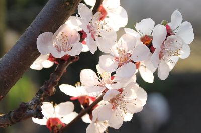 Fleur de printemps