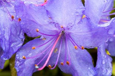 紫杜鵑花