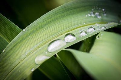 Gota de chuva