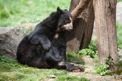 Orso nero che dorme