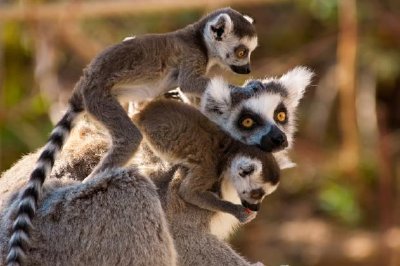 Gruppo di lemuri dalla coda ad anelli