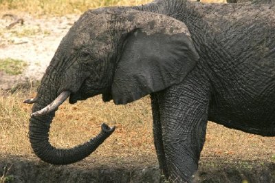 Elefante in piedi ancora