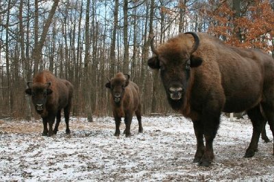 Europäischer Bison