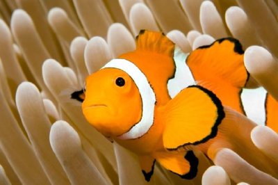 Klaun Anemonefish