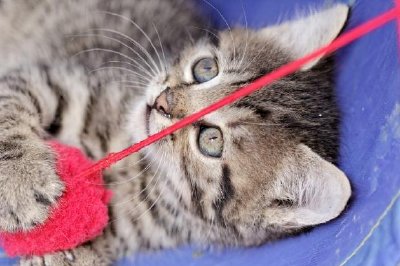 Kitten with Yarn