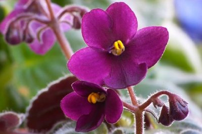 Viole africaine