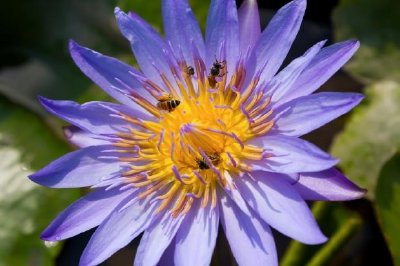 Abejas en loto púrpura