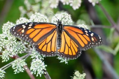 Farfalla monarca