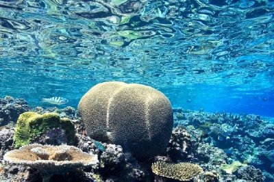 Brain Coral jigsaw puzzle