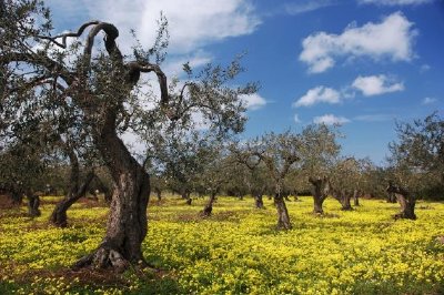 עצי זית