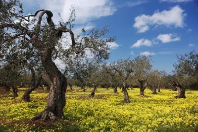 Alberi di ulivo