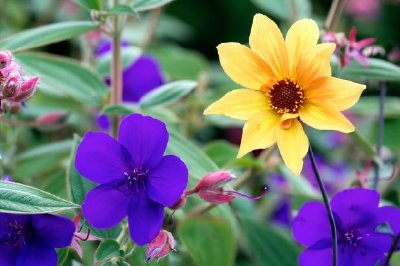 Colorful Flowers in Bloom Background 