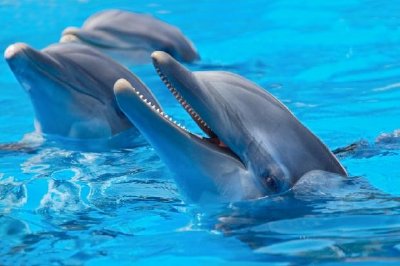 Delfines