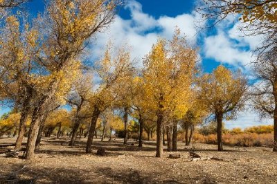 Árvores Populus