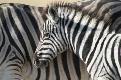 Primo piano della zebra del bambino