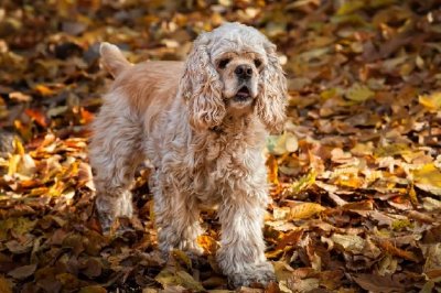 American Cocker Spaniel in Autumn Forest jigsaw puzzle