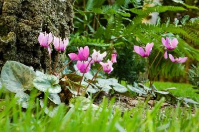 Cyclamens och ormbunke