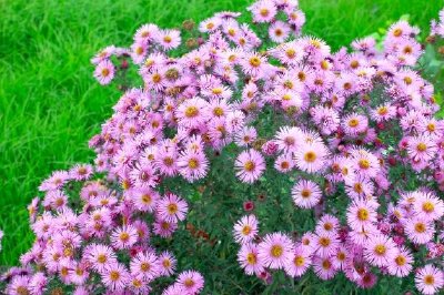 Flores de jardim