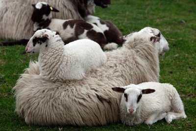 Jeunes agneaux au repos