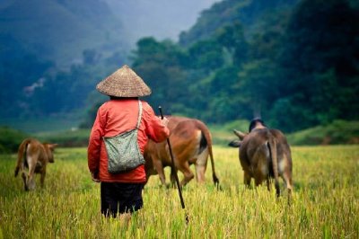 Buffalo Shepherd on Rice Field 