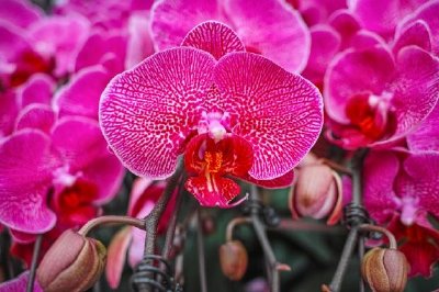Blühende Orchideenblüten