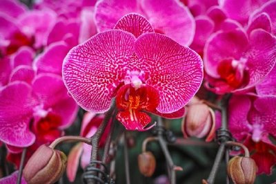 Flores de orquídeas florecientes