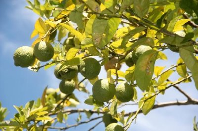 Albero di limone