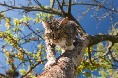 木の上を歩く猫