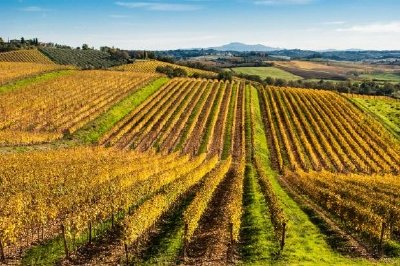 Chianti vingårdar, Toscana, Italien