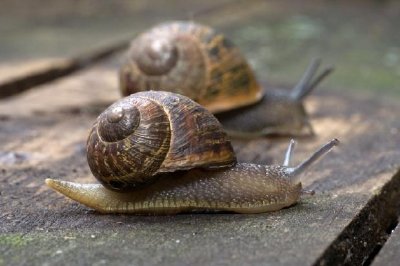 Zwei Schnecken