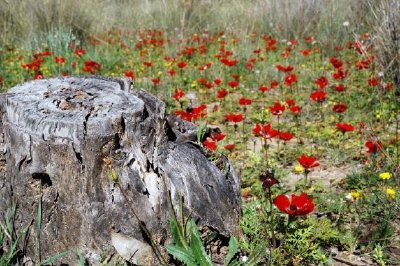 Stubbe och blommor