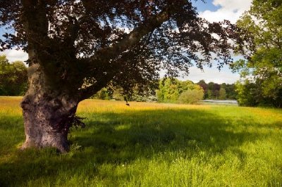 Alter dicker Baum