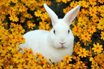 Vit kanin i ett blomsterfält