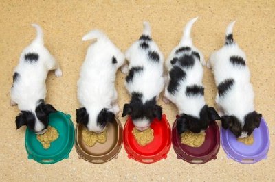 Little Puppies Papillon Eat