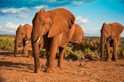 Elefantes africanos contra un cielo azul