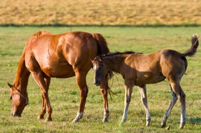Horses at Dusk jigsaw puzzle