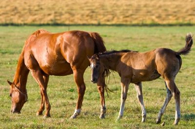 Horses at Dusk