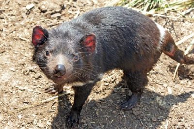 Demonio de Tasmania, Australia