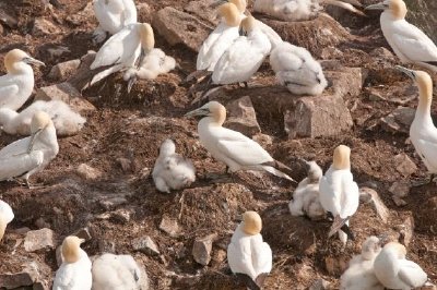 Gannets em uma ilha de assentamento