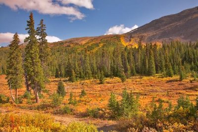 Arbres à fourrure à feuilles persistantes