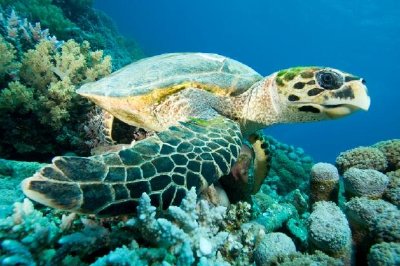 Tortue imbriquée