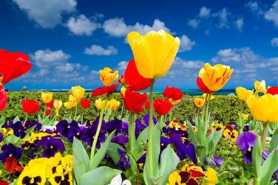 Tulipes au bord de la mer