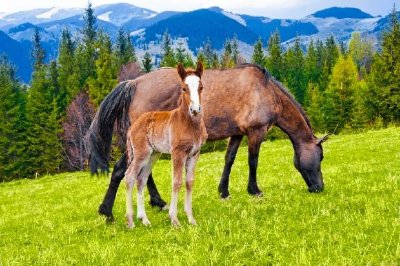 山の牧草地の若い子馬と牝馬