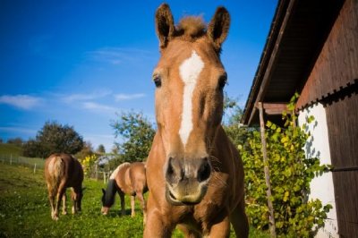 Cavallo marrone che guarda l'obbiettivo