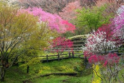 Fleurs colorées